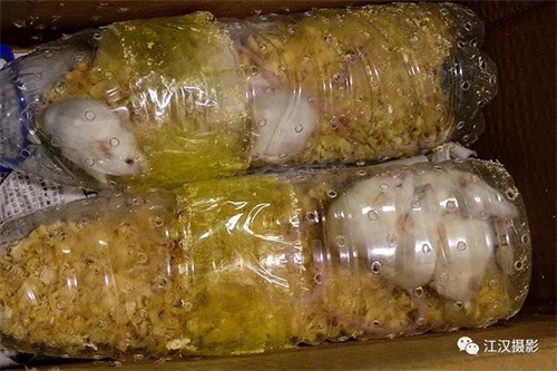 尊龙凯时,湖南野生动物追踪,湖南卫星追踪器,湖南追踪器