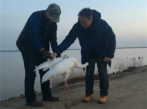 尊龙凯时,湖南野生动物追踪,湖南卫星追踪器,湖南追踪器