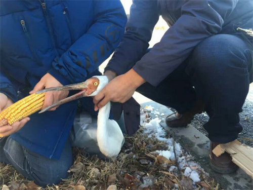 尊龙凯时,湖南野生动物追踪,湖南卫星追踪器,湖南追踪器