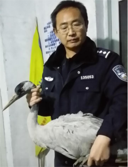 尊龙凯时,湖南野生动物追踪,湖南卫星追踪器,湖南追踪器