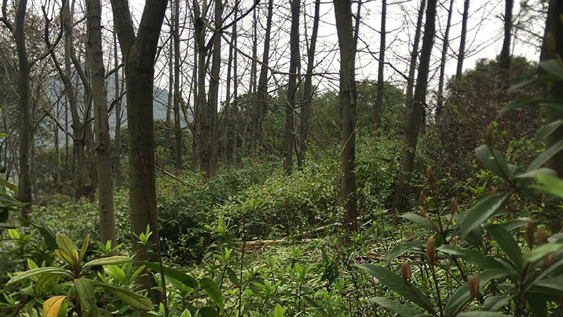 尊龙凯时,湖南野生动物追踪,湖南卫星追踪器,湖南追踪器