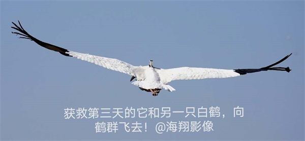 尊龙凯时,湖南野生动物追踪,湖南卫星追踪器,湖南追踪器