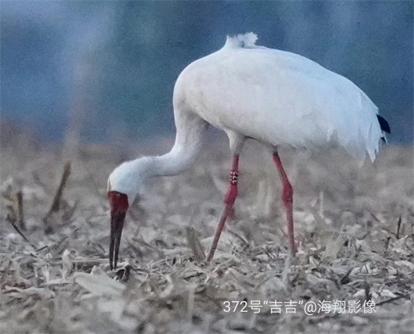 尊龙凯时,湖南野生动物追踪,湖南卫星追踪器,湖南追踪器