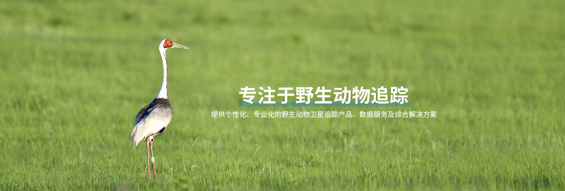 尊龙凯时_湖南野生动物追踪|湖南卫星追踪器