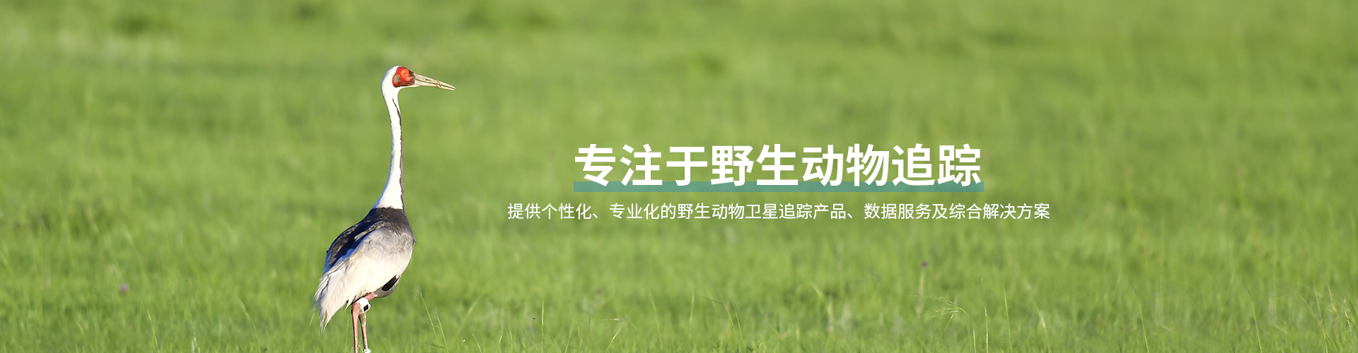 尊龙凯时_湖南野生动物追踪|湖南卫星追踪器