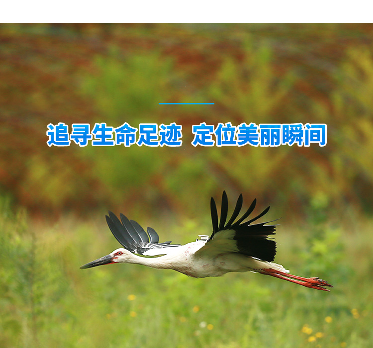 尊龙凯时_湖南野生动物追踪|湖南卫星追踪器
