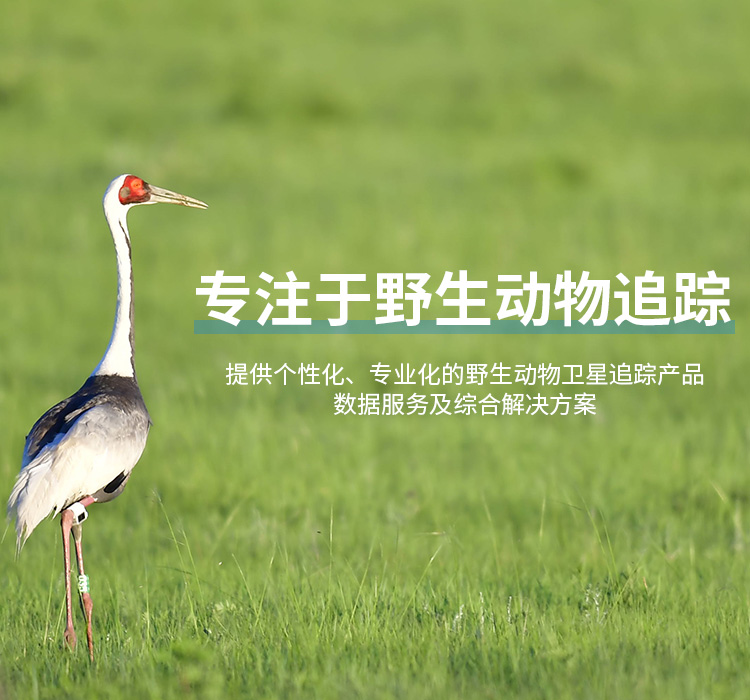尊龙凯时_湖南野生动物追踪|湖南卫星追踪器