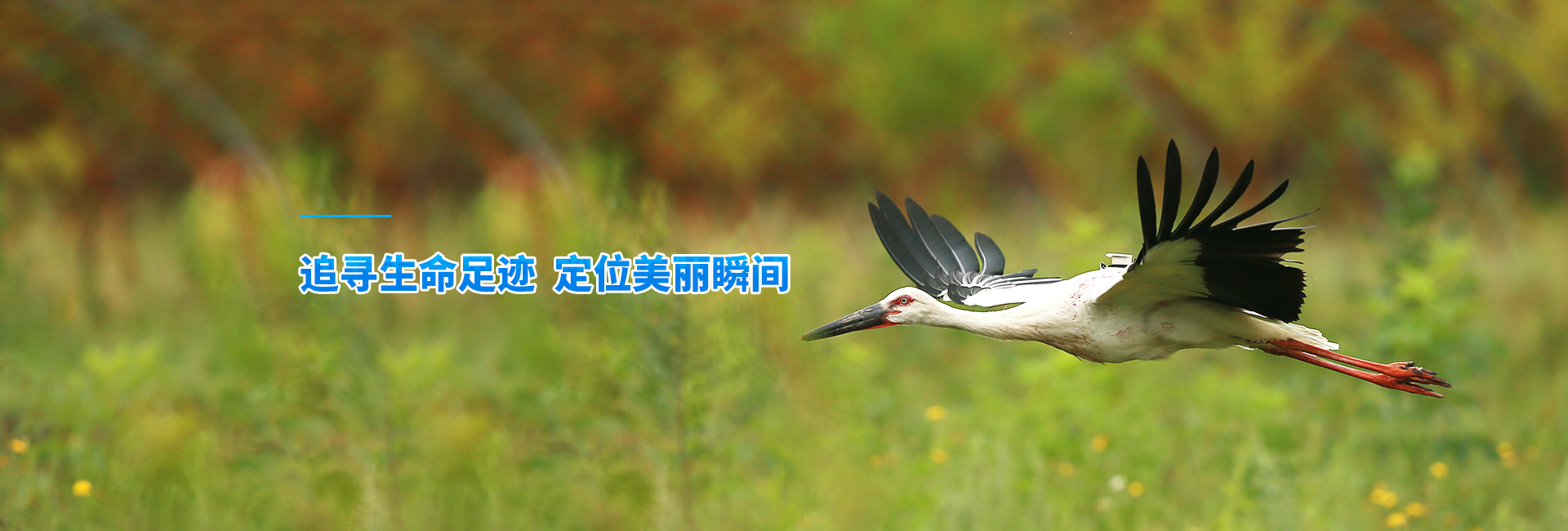 尊龙凯时_湖南野生动物追踪|湖南卫星追踪器