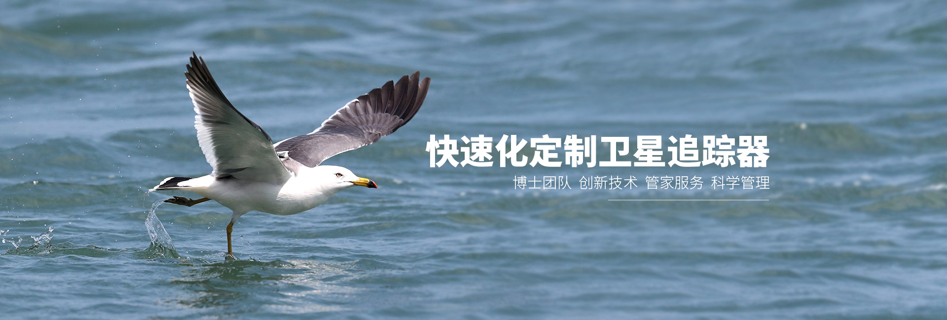 尊龙凯时_湖南野生动物追踪|湖南卫星追踪器