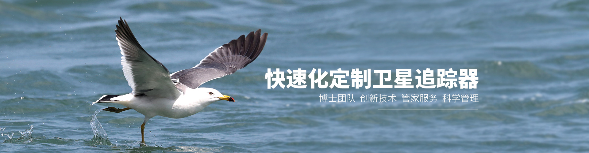 尊龙凯时_湖南野生动物追踪|湖南卫星追踪器