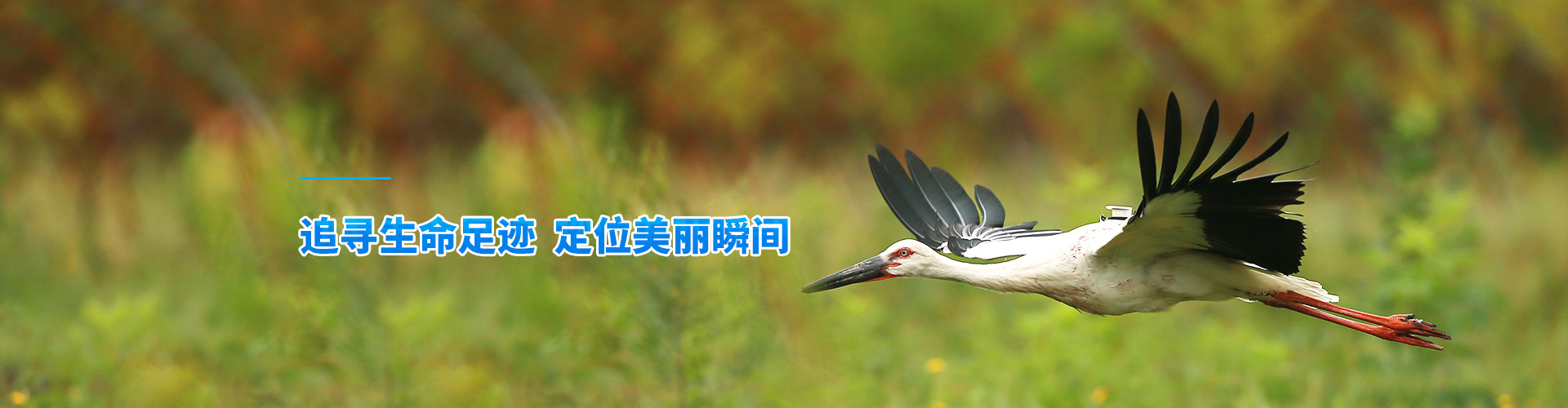 尊龙凯时_湖南野生动物追踪|湖南卫星追踪器
