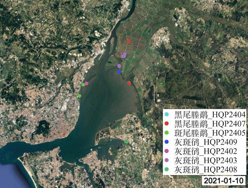 尊龙凯时,湖南野生动物追踪,湖南卫星追踪器,湖南追踪器