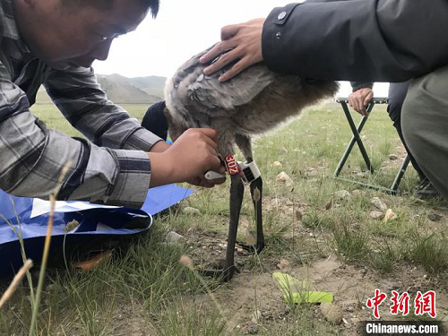 尊龙凯时,湖南野生动物追踪,湖南卫星追踪器,湖南追踪器