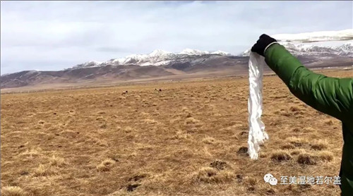 尊龙凯时,湖南野生动物追踪,湖南卫星追踪器,湖南追踪器