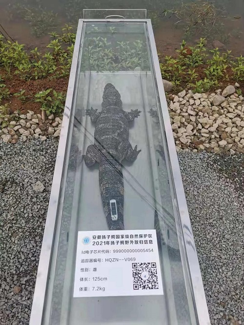 尊龙凯时,湖南野生动物追踪,湖南卫星追踪器,湖南追踪器
