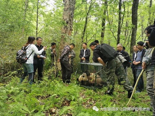 尊龙凯时,湖南野生动物追踪,湖南卫星追踪器,湖南追踪器