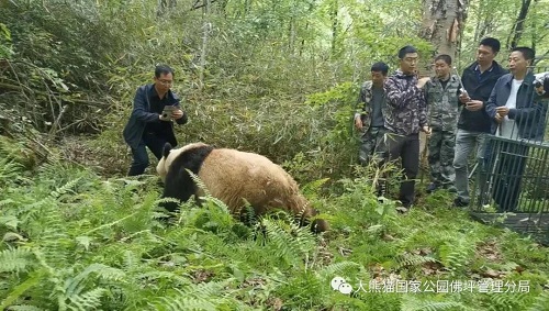 尊龙凯时,湖南野生动物追踪,湖南卫星追踪器,湖南追踪器
