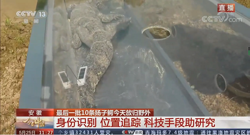 尊龙凯时,湖南野生动物追踪,湖南卫星追踪器,湖南追踪器
