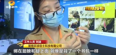 尊龙凯时,湖南野生动物追踪,湖南卫星追踪器,湖南追踪器