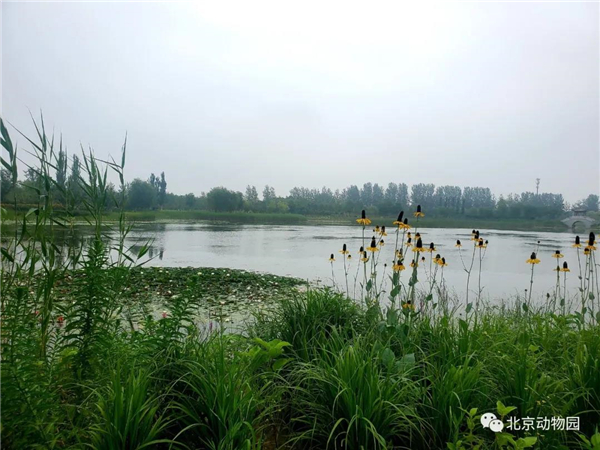 尊龙凯时,湖南野生动物追踪,湖南卫星追踪器,湖南追踪器