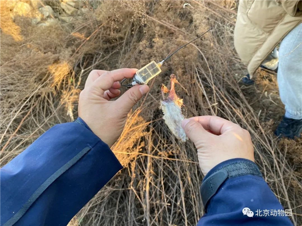 尊龙凯时,湖南野生动物追踪,湖南卫星追踪器,湖南追踪器