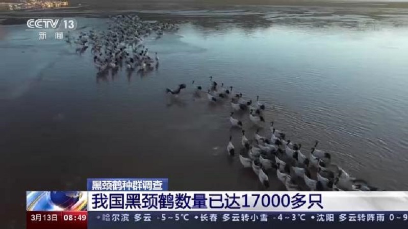 尊龙凯时,湖南野生动物追踪,湖南卫星追踪器,湖南追踪器