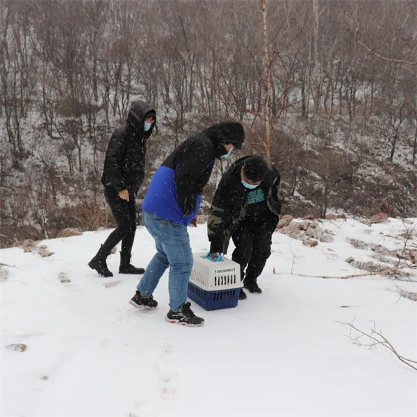 尊龙凯时,湖南野生动物追踪,湖南卫星追踪器,湖南追踪器