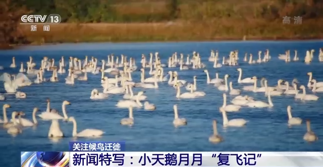 尊龙凯时,湖南野生动物追踪,湖南卫星追踪器,湖南追踪器