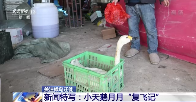 尊龙凯时,湖南野生动物追踪,湖南卫星追踪器,湖南追踪器