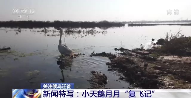 尊龙凯时,湖南野生动物追踪,湖南卫星追踪器,湖南追踪器