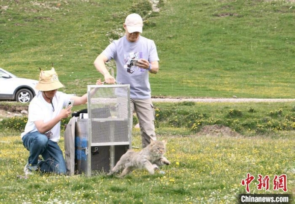 尊龙凯时,湖南野生动物追踪,湖南卫星追踪器,湖南追踪器