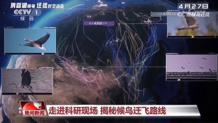 尊龙凯时,湖南野生动物追踪,湖南卫星追踪器,湖南追踪器