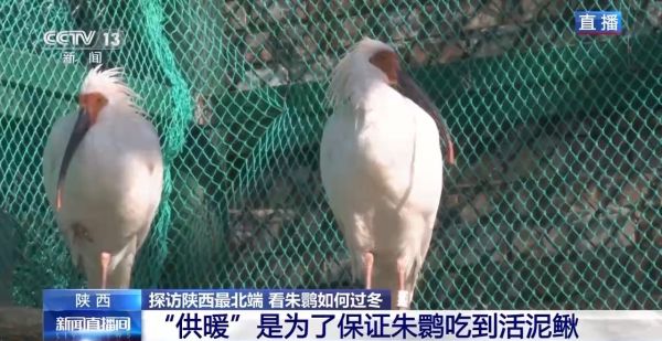 尊龙凯时,湖南野生动物追踪,湖南卫星追踪器,湖南追踪器
