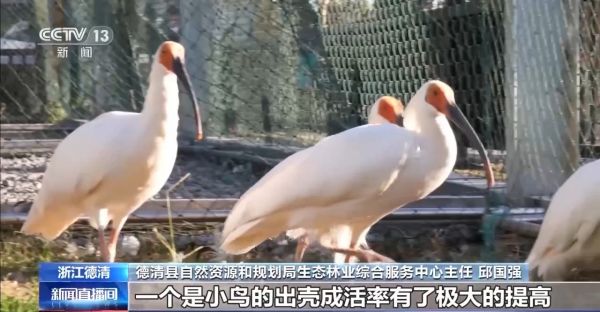 尊龙凯时,湖南野生动物追踪,湖南卫星追踪器,湖南追踪器