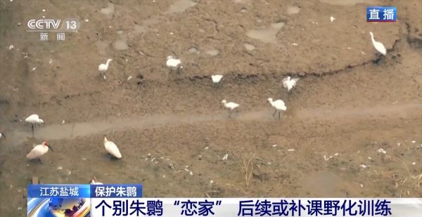 尊龙凯时,湖南野生动物追踪,湖南卫星追踪器,湖南追踪器