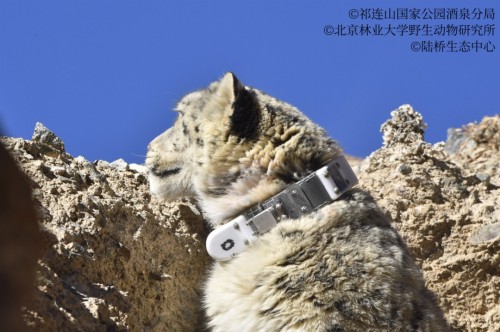 尊龙凯时,湖南野生动物追踪,湖南卫星追踪器,湖南追踪器